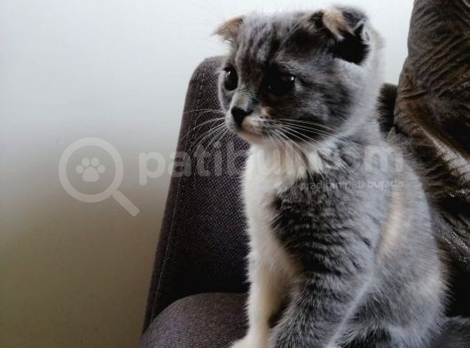 Tatlı Mı Tatlı 2,5 Aylık Scottish Fold Kedimize Ev Sahibi Arıyoruz görsel