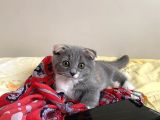 Tatlı Mı Tatlı 2,5 Aylık Scottish Fold Kedimize Ev Sahibi Arıyoruz