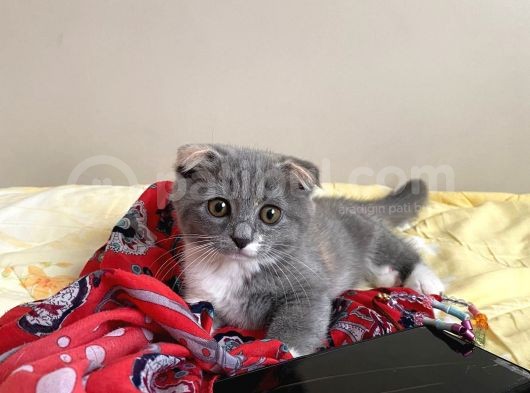 Tatlı Mı Tatlı 2,5 Aylık Scottish Fold Kedimize Ev Sahibi Arıyoruz görsel