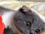 Tatlı Mı Tatlı 2,5 Aylık Scottish Fold Kedimize Ev Sahibi Arıyoruz