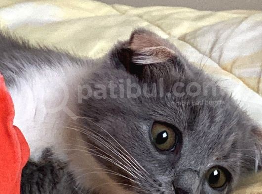 Tatlı Mı Tatlı 2,5 Aylık Scottish Fold Kedimize Ev Sahibi Arıyoruz görsel