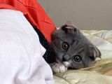 Tatlı Mı Tatlı 2,5 Aylık Scottish Fold Kedimize Ev Sahibi Arıyoruz