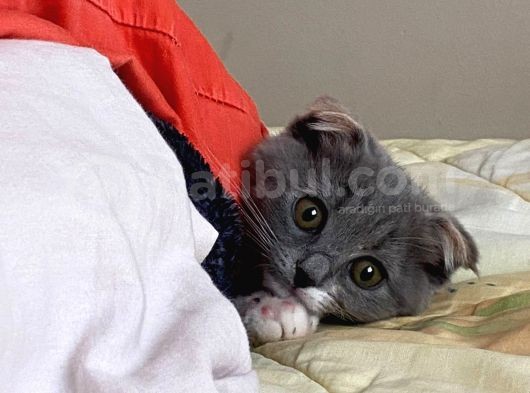 Tatlı Mı Tatlı 2,5 Aylık Scottish Fold Kedimize Ev Sahibi Arıyoruz