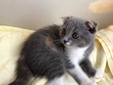Tatlı Mı Tatlı 2,5 Aylık Scottish Fold Kedimize Ev Sahibi Arıyoruz