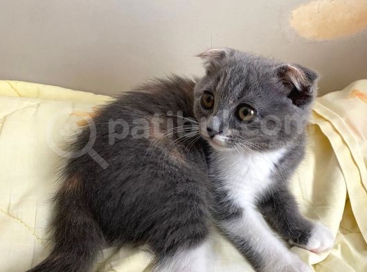 Tatlı Mı Tatlı 2,5 Aylık Scottish Fold Kedimize Ev Sahibi Arıyoruz görsel