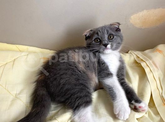 Tatlı Mı Tatlı 2,5 Aylık Scottish Fold Kedimize Ev Sahibi Arıyoruz görsel