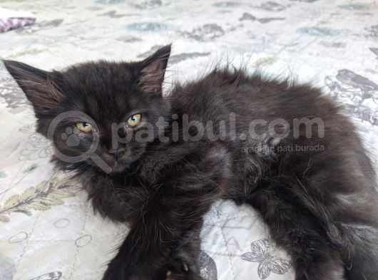 Annesi Gibi Şeker Yavru görsel