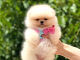 Safkan Dişi Pomeranian