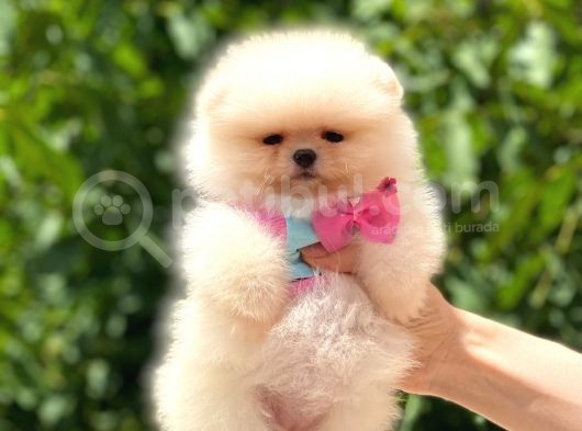 Safkan Dişi Pomeranian görsel