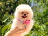 Safkan Dişi Pomeranian