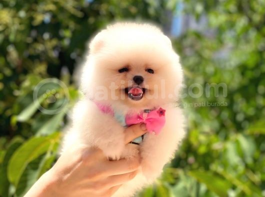 Safkan Dişi Pomeranian görsel