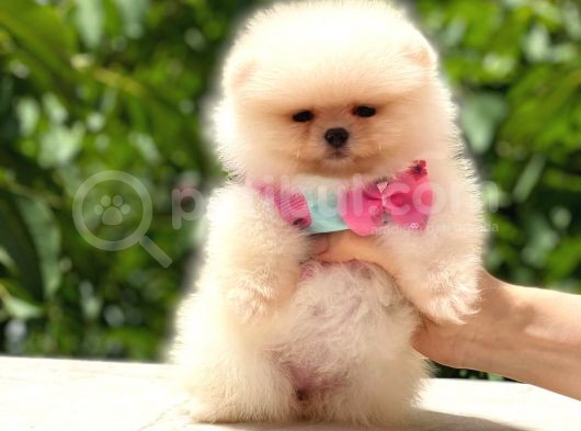 Safkan Dişi Pomeranian görsel