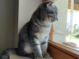 Scottish Fold Yavru