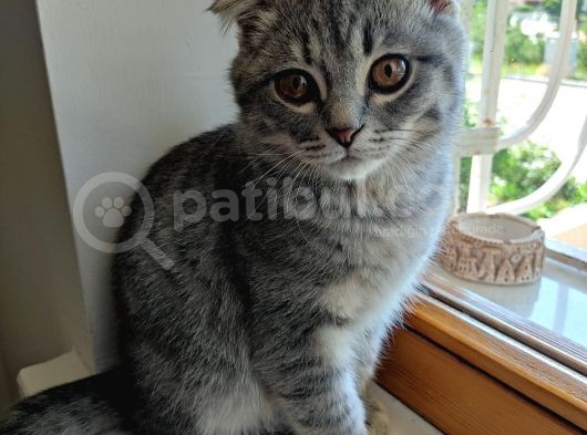 Scottish Fold Yavru görsel