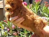Dişi Erkek Toy Poodle Yavrularımız