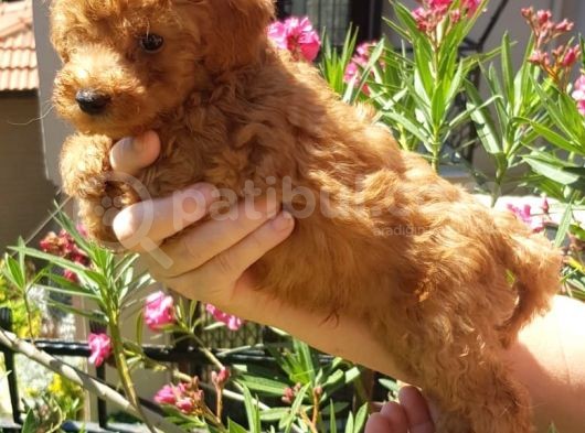 Dişi Erkek Toy Poodle Yavrularımız görsel