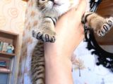 British Shorthair 2 Aylık Yavrular