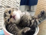 British Shorthair Black Ve Blackgolden Yavrular