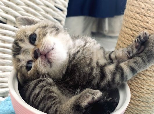 British Shorthair Black Ve Blackgolden Yavrular görsel
