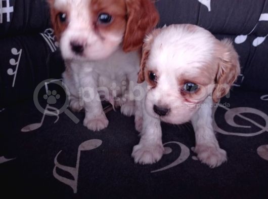 Cavalier King Charles Yavrularımız görsel