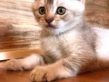 British Shorthair 2 Aylık Yavrular