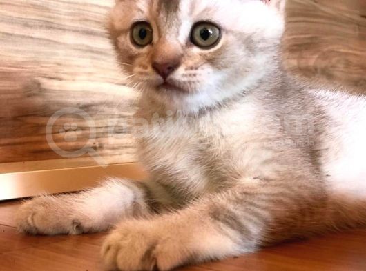 British Shorthair 2 Aylık Yavrular görsel