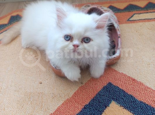 İran Persian Dolface Mavi Göz Longhair Bebeğim görsel