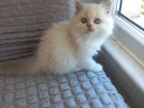 İran Persian Dolface Mavi Göz Longhair Bebeğim