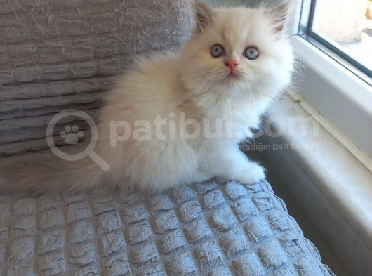 İran Persian Dolface Mavi Göz Longhair Bebeğim görsel
