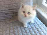 İran Persian Dolface Mavi Göz Longhair Bebeğim