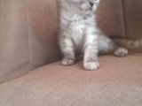 3 Scottish Fold Yavrumuz Yuvasını Arıyor