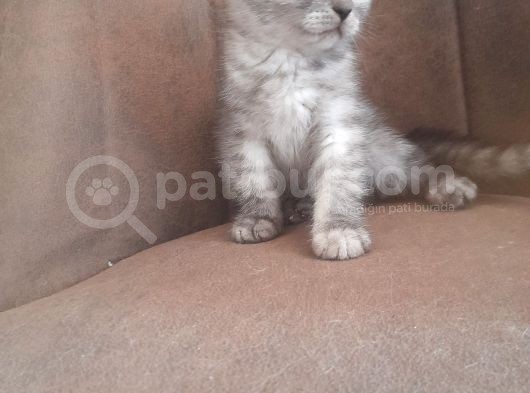 3 Scottish Fold Yavrumuz Yuvasını Arıyor görsel