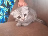 3 Scottish Fold Yavrumuz Yuvasını Arıyor