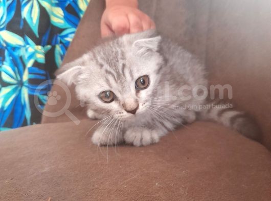 3 Scottish Fold Yavrumuz Yuvasını Arıyor görsel