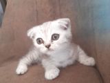 3 Scottish Fold Yavrumuz Yuvasını Arıyor