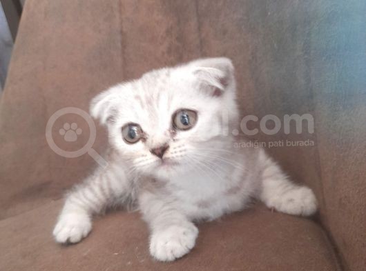 3 Scottish Fold Yavrumuz Yuvasını Arıyor
