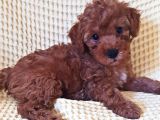 Dişi Erkek Toy Poodle Yavrularımız
