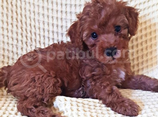 Dişi Erkek Toy Poodle Yavrularımız görsel