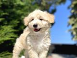 A Kali̇te Malti̇poo Bebekler