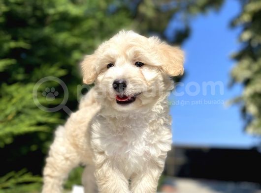 A Kali̇te Malti̇poo Bebekler
