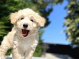 A Kali̇te Malti̇poo Bebekler