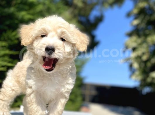 A Kali̇te Malti̇poo Bebekler görsel