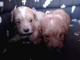 Maltipoo Yavrularımız