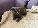Safkan Dişi Scottish Fold Yavru