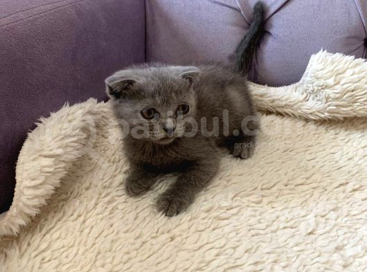 Safkan Dişi Scottish Fold Yavru