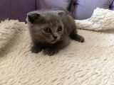Safkan Dişi Scottish Fold Yavru