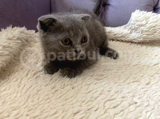 Safkan Dişi Scottish Fold Yavru görsel