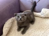 Safkan Dişi Scottish Fold Yavru