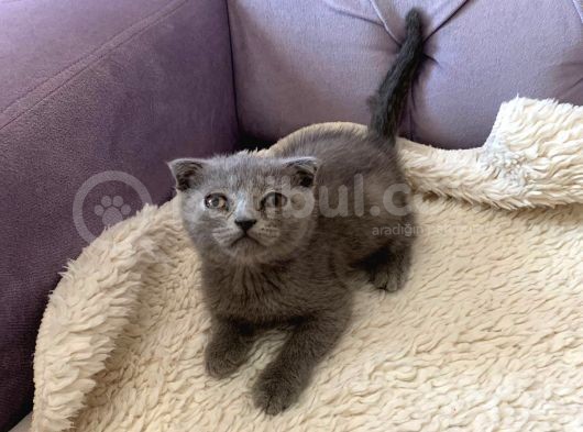 Safkan Dişi Scottish Fold Yavru görsel
