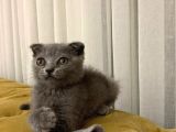 Safkan Dişi Scottish Fold Yavru